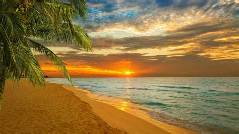 Paradise beauty - 